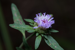 Centratherum riparium