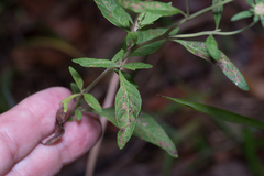 Centratherum riparium