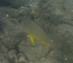 Lutjanus fulvus
