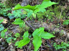Prosartes smithii