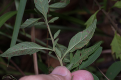 Centratherum riparium