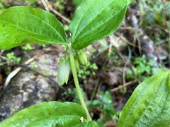 Prosartes smithii