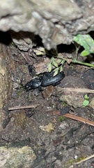 Pterostichus melanarius