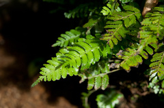 Bolbitis appendiculata