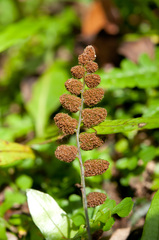 Bolbitis appendiculata