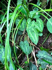 Asarum albomaculatum