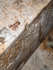 Eleutherodactylus johnstonei