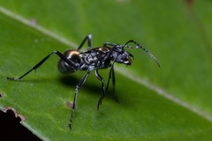 Polyrhachis ammon