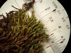 Macromitrium longipes