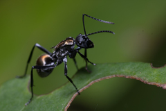 Polyrhachis ammon
