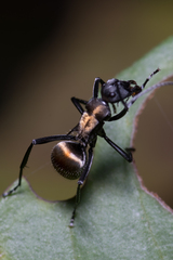 Polyrhachis ammon