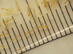 Macromitrium longipes