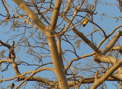 Lannea coromandelica