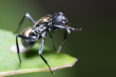 Polyrhachis ammon