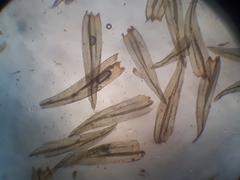 Macromitrium longipes