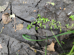 Callitriche cophocarpa