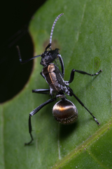 Polyrhachis ammon
