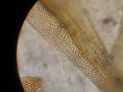 Macromitrium longipes