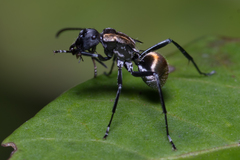 Polyrhachis ammon