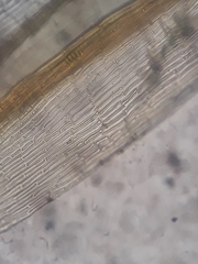 Macromitrium longipes