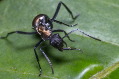 Polyrhachis ammon