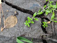 Callitriche cophocarpa