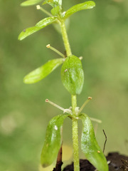 Callitriche cophocarpa