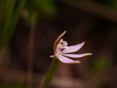 Caladenia variegata