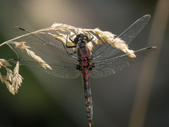Leucorrhinia proxima