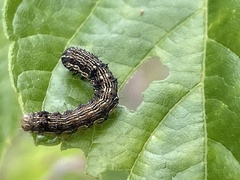 Helicoverpa armigera