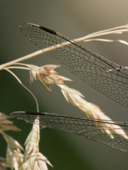 Leucorrhinia proxima