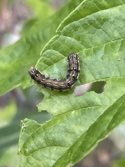 Helicoverpa armigera