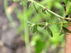 Callitriche cophocarpa