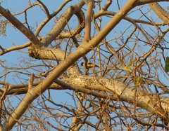 Lannea coromandelica