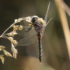 Leucorrhinia proxima