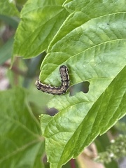 Helicoverpa armigera