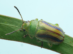 Calomela juncta