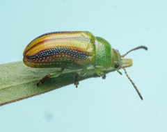 Calomela juncta