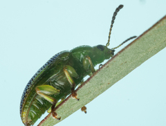 Calomela juncta