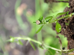 Callitriche cophocarpa