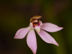 Caladenia variegata