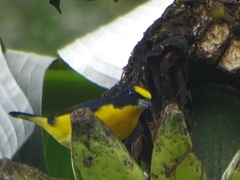 Euphonia laniirostris