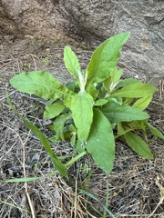 Pseudognaphalium biolettii