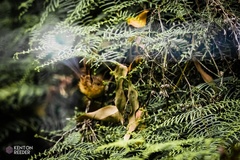 Stipiturus malachurus