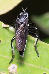 Brachyrhopalinae