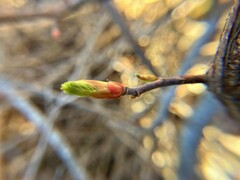 Ribes sanguineum