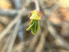 Ribes sanguineum