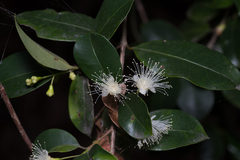 Syzygium australe