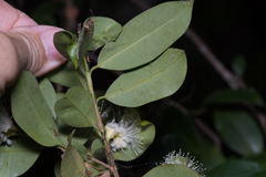 Syzygium australe