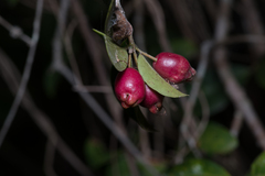 Syzygium australe